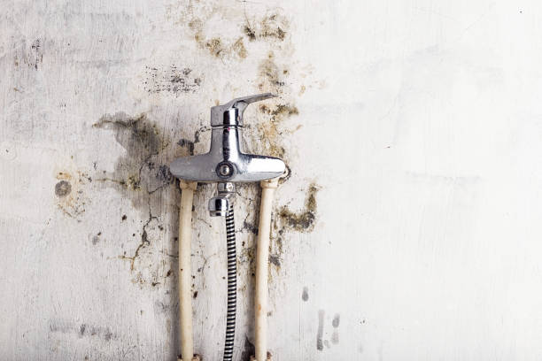 Best Residential Mold Removal  in Richlands, NC
