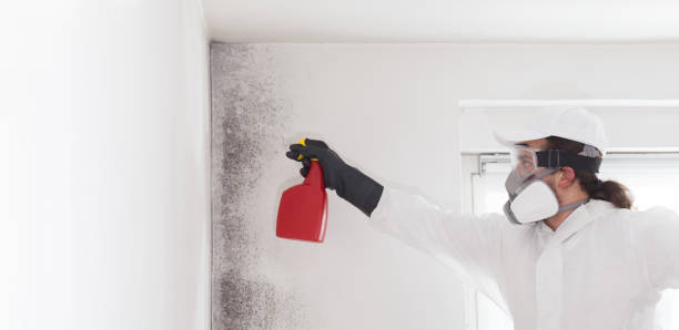 Best Same-Day Mold Removal  in Richlands, NC
