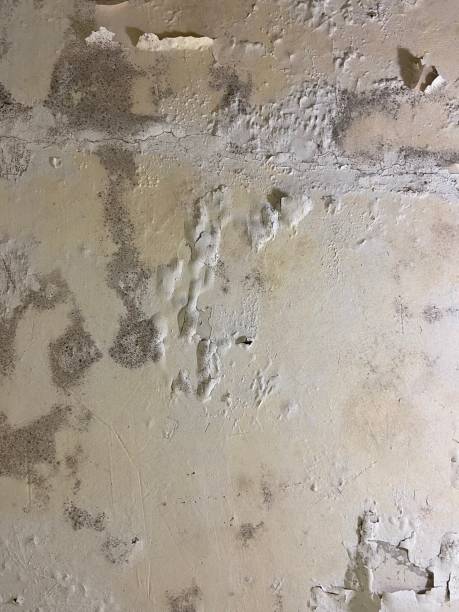 Best Home Mold Removal  in Richlands, NC