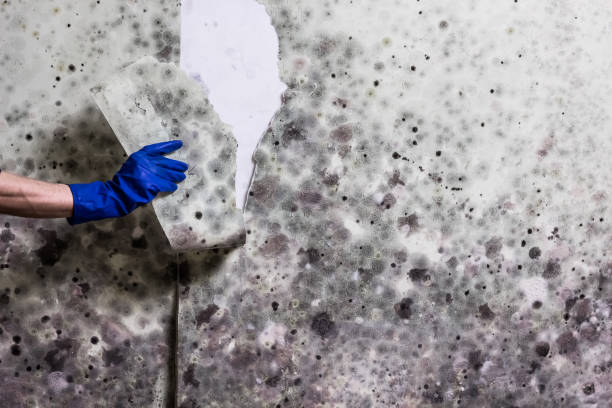 Best Mold Cleaning Services  in Richlands, NC