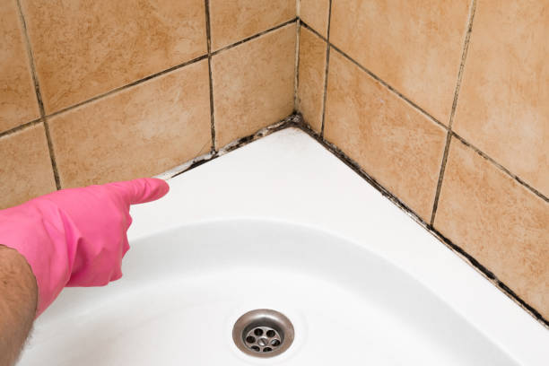 Best Mold Damage Repair  in Richlands, NC